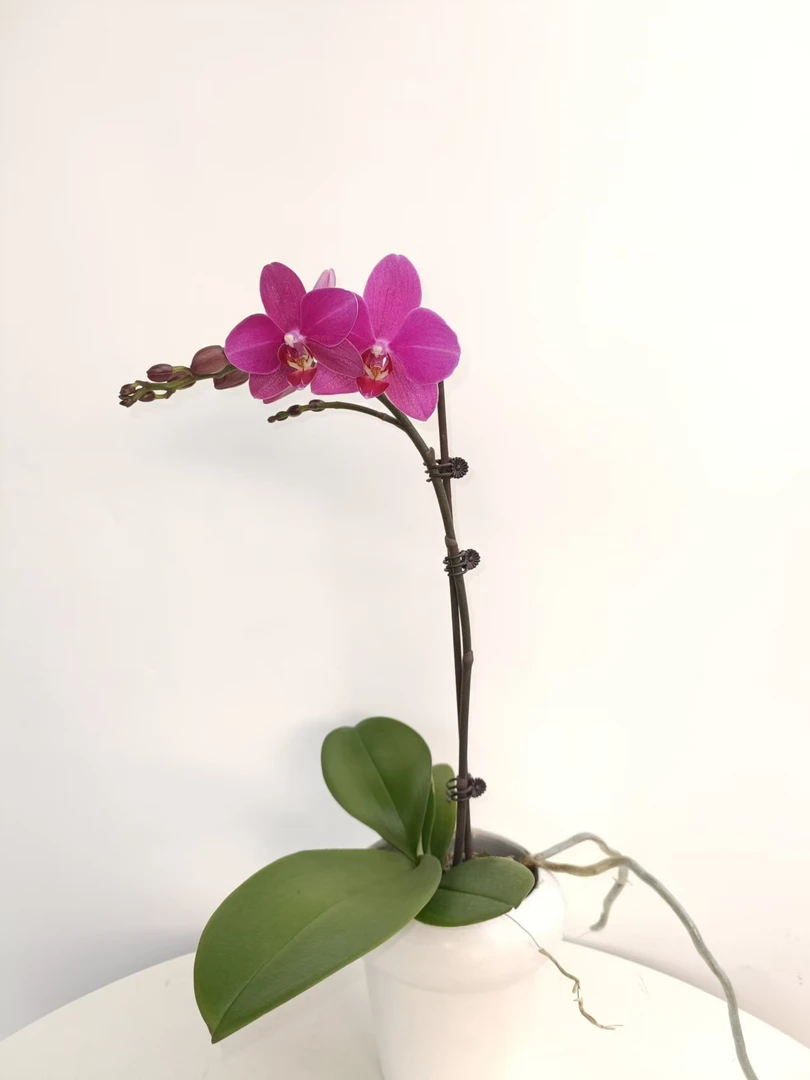欢然花田培植蝴蝶兰 （红蜻蜓）单剑