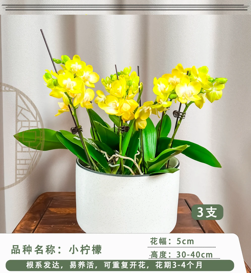 欢然花田蝴蝶兰(小柠檬)