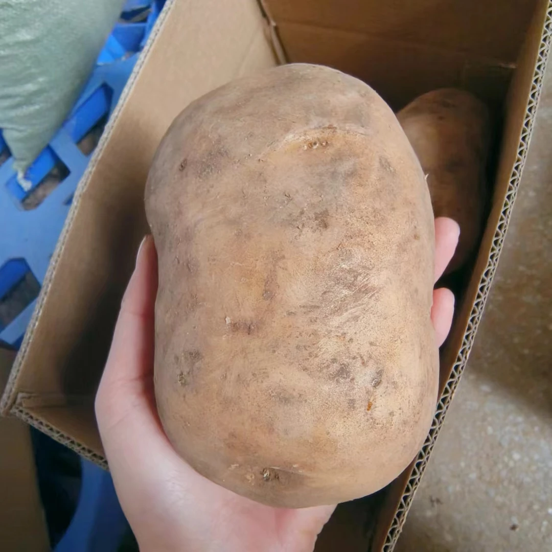 特大黄心土豆超大贵州威宁土豆洋芋每个半斤以上适合餐馆酒店使用