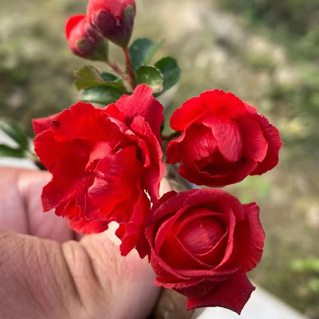 花天女 长寿宝 长寿冠 白寿 东洋锦等春季秋季白花红花