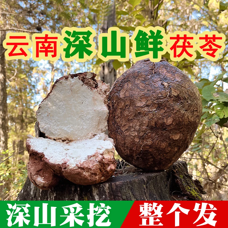 云南深山采挖整个带皮新鲜活茯苓可搭配山药片莲子薏仁芡实3斤