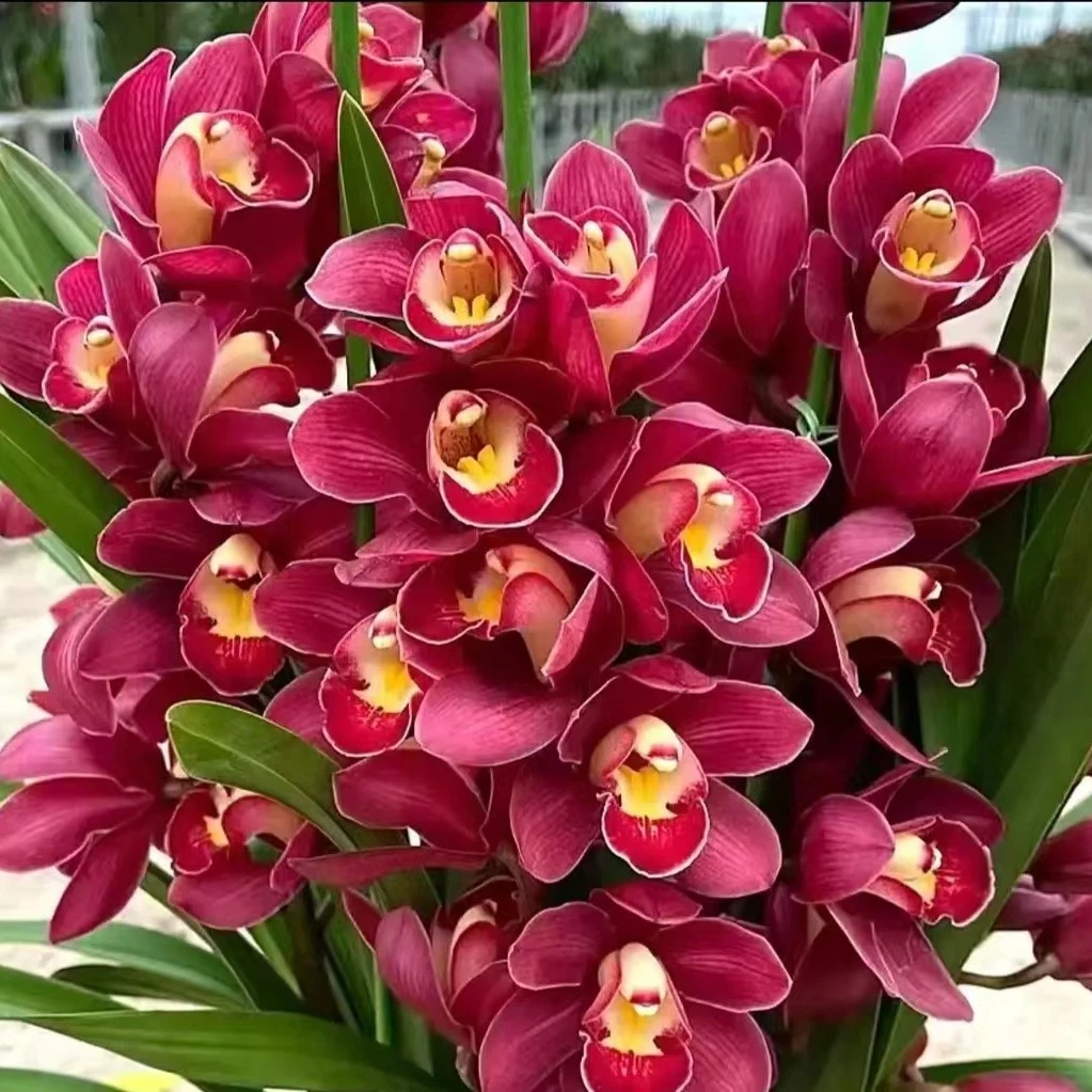 丰哥《大红袍》1盆4花剑带花苞发货大花蕙兰,年宵花。