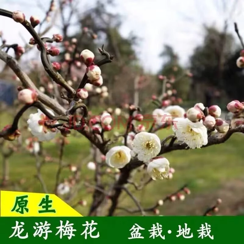原生龙游梅树苗梅花曲梅盆景盆栽地栽花卉冬季开花绿植游龙梅白梅