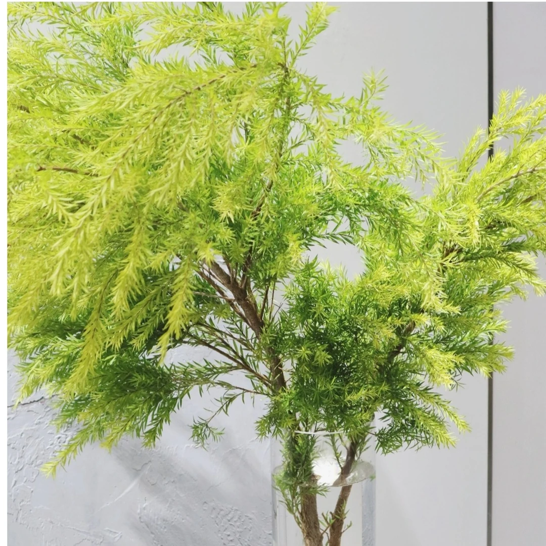 水培植物千层金黄金香柳鲜切枝绿植盆栽室内客厅花卉装饰四季水养
