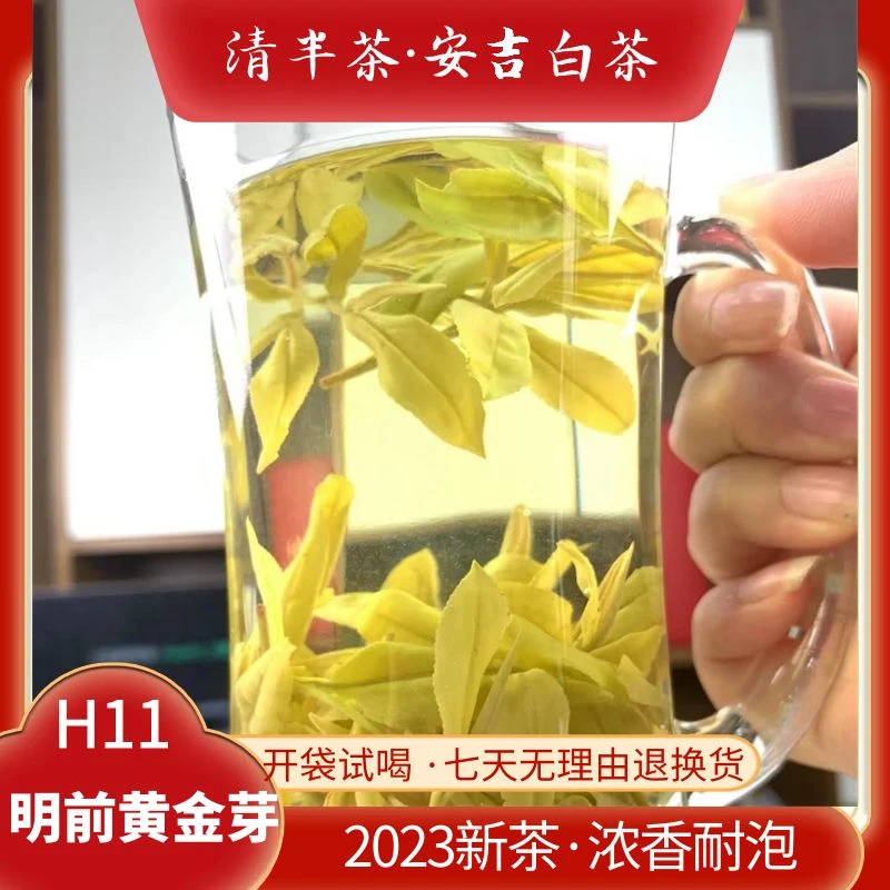 【高山金边】H11正宗安吉黄金茶豆香味浓香型雨前口粮茶2023年新茶