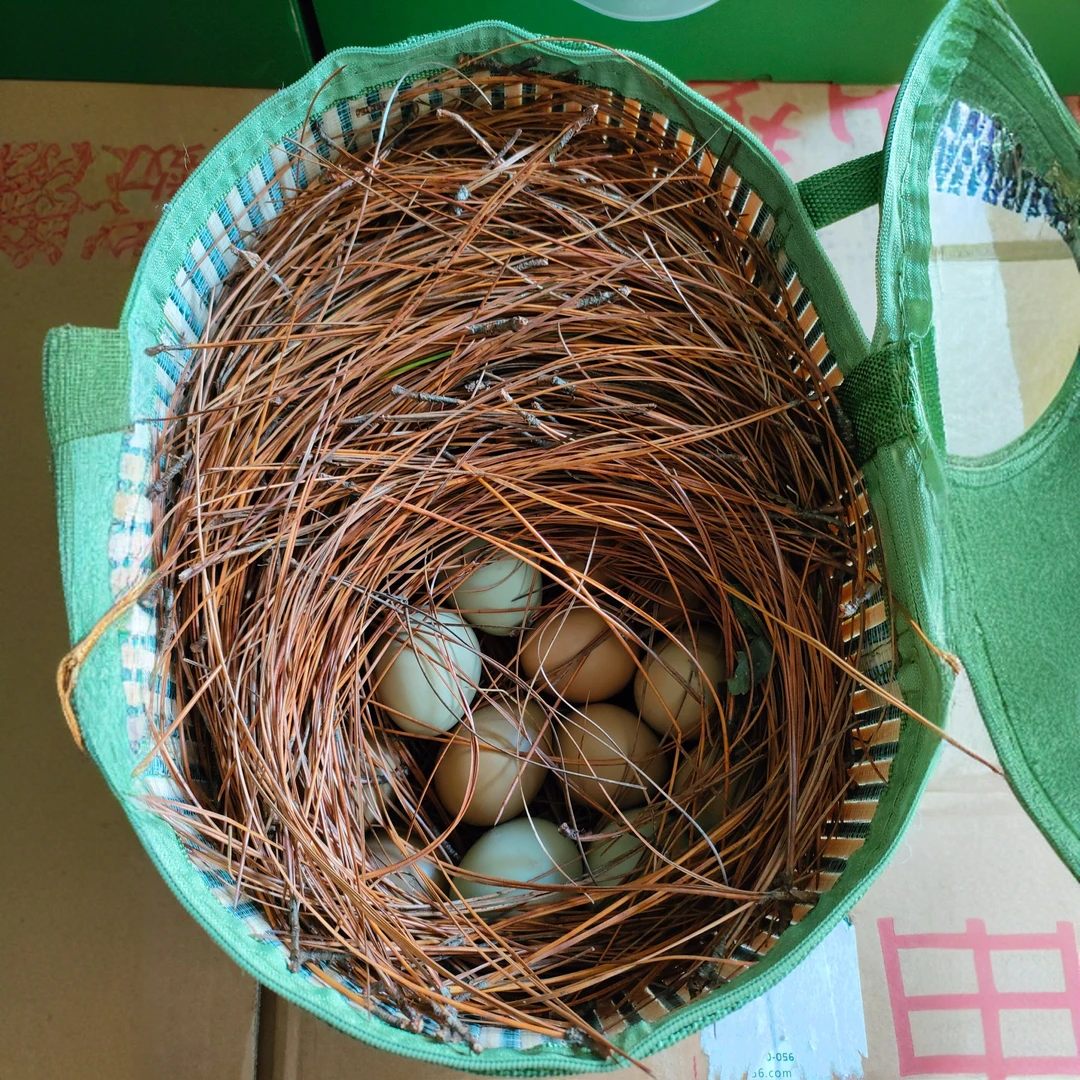 【30枚尝鲜装】七彩山鸡蛋 现捡现发 17个左右一斤 户外散养