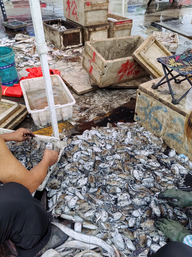 青岛本地小船野生墨鱼仔