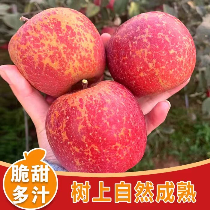 正宗云南昭通冰糖心丑苹果当季新鲜脆甜多汁红富士水果