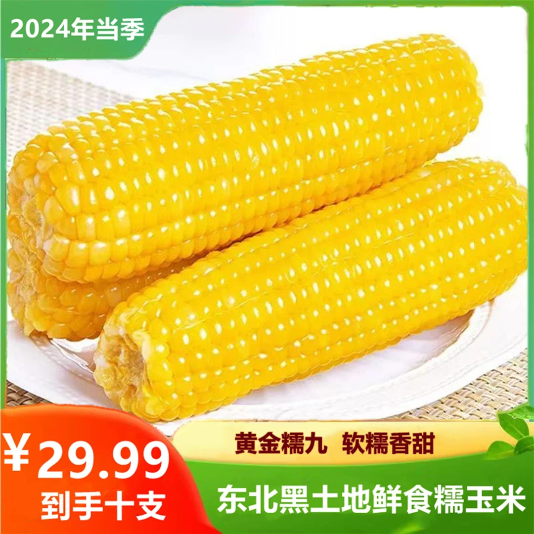 【糯九】东北精选糯九鲜香甜糯黄玉米营养好吃真空包装