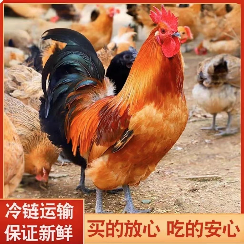 【2只】林地散养大公鸡溜达鸡净膛3斤以上/只装无内脏