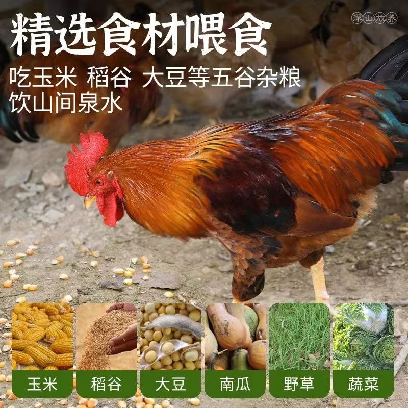 林地散养鸡大公鸡溜达鸡土鸡净膛肉质紧实3斤以上正宗冷冻优选