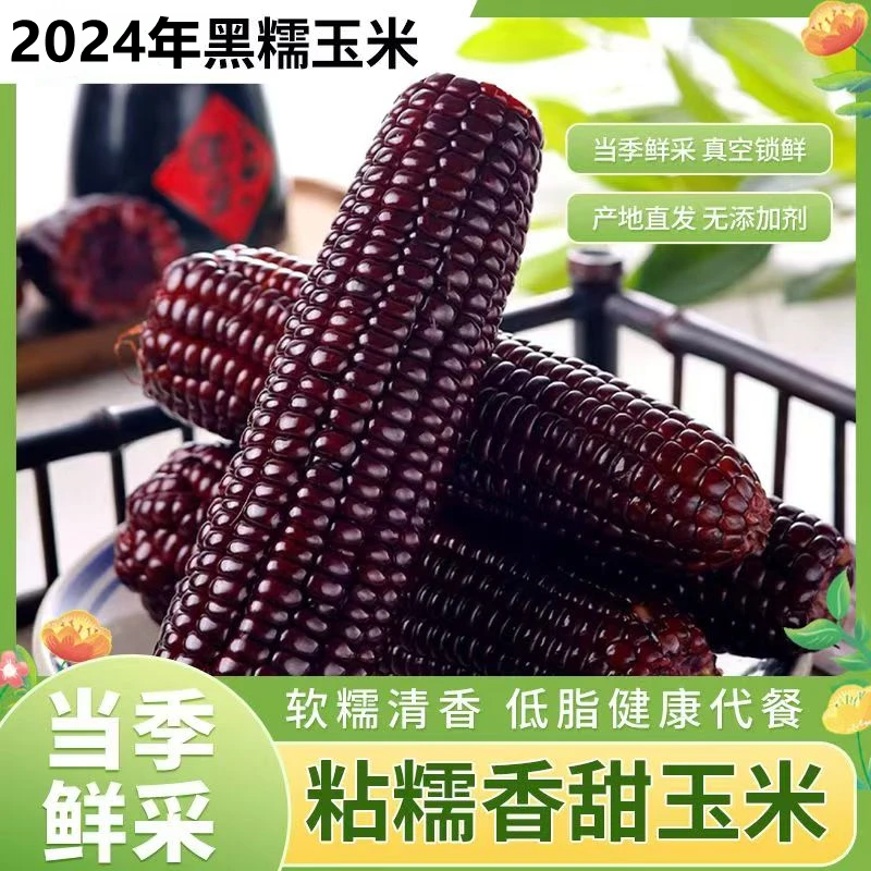 2024年东北甜糯优质大棒黑玉米香软鲜新鲜食用真空包装