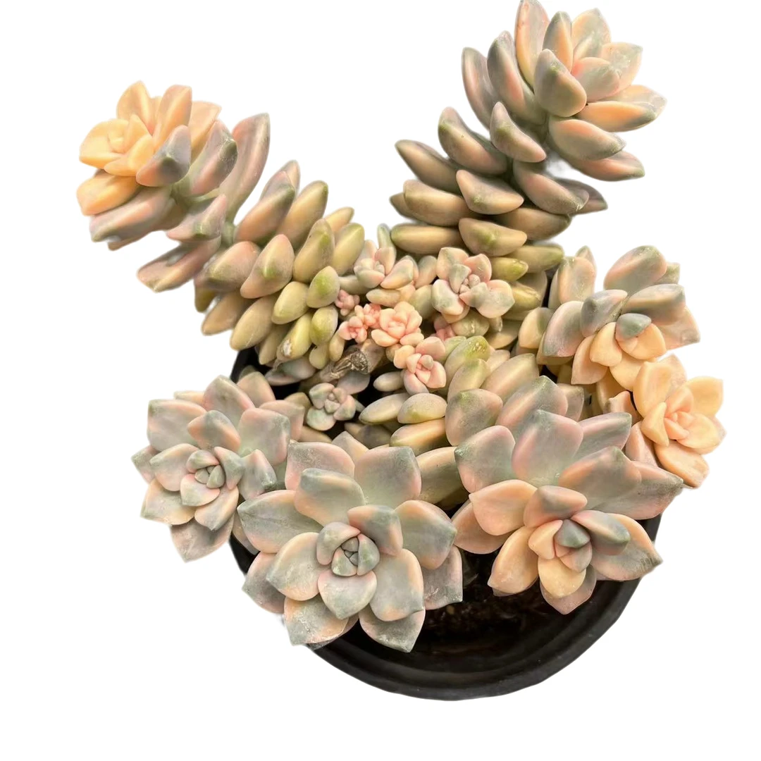 大美杏锦多肉植物，满9.9包邮，云南军哥多肉基地发货，好养护，耐旱