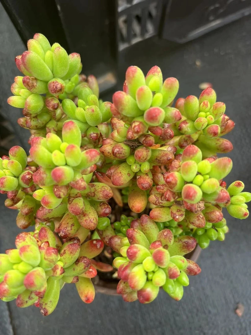 虹之玉多肉植物,满9.9包邮,云南军哥多肉基地发货,好养护,耐旱