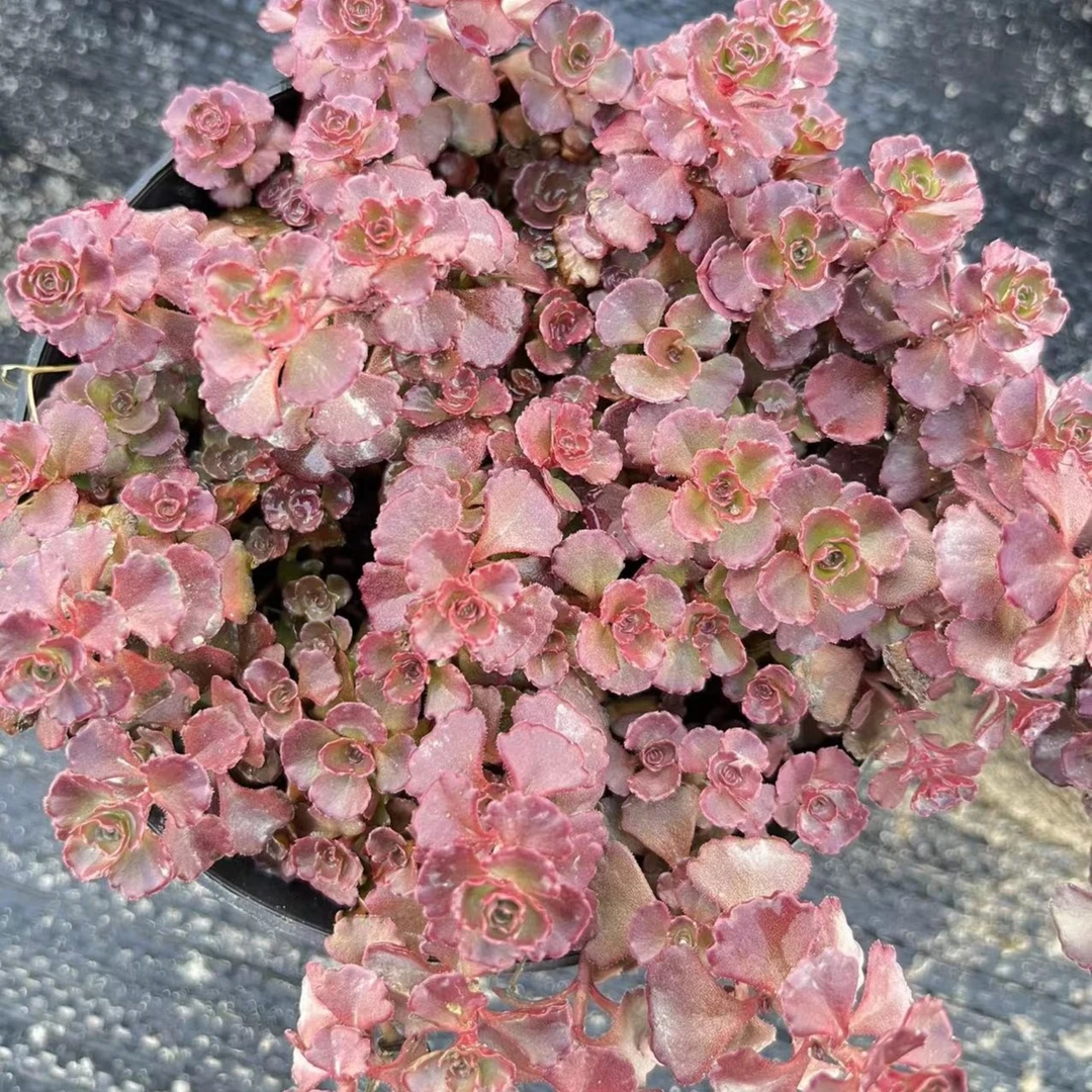 小球玫瑰多肉植物，满9.9包邮，云南军哥基地发货，新手，好养护，耐旱