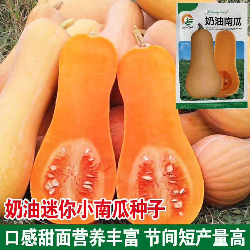 阿根廷奶油南瓜种子早熟高产奶油味香甜粉糯南瓜种子阳台蔬菜种子