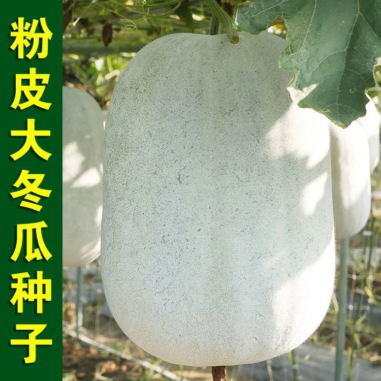 冬瓜种子大果春秋南方北方蔬菜种子粉皮冬瓜种子高产搭架子爬地种