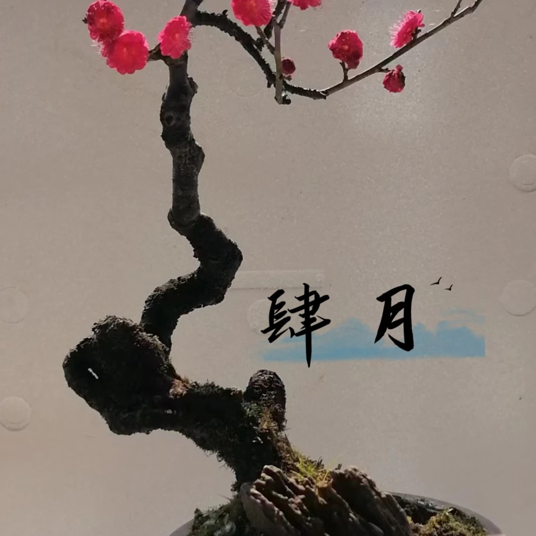 品种造型精品小梅桩