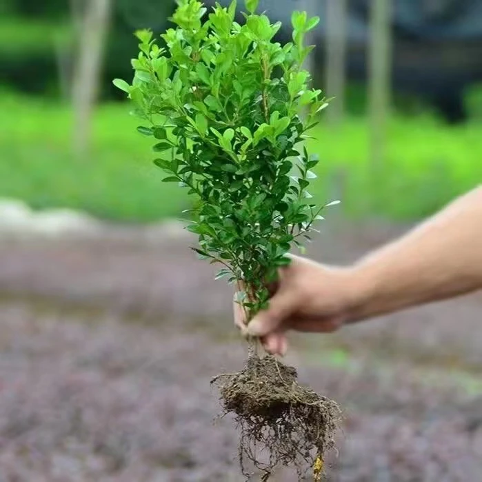 黄杨树苗小叶黄杨树球型植物球形别墅庭院绿化瓜子黄杨苗四季常绿