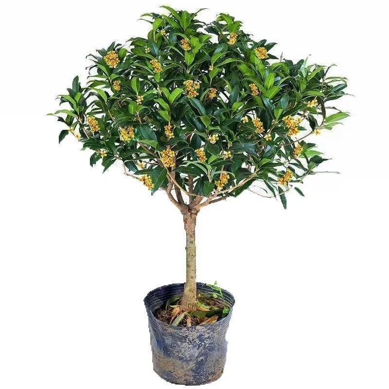 金桂靠接桂花浓香型爆花盆栽树苗花期带花带花苞发货新款包邮