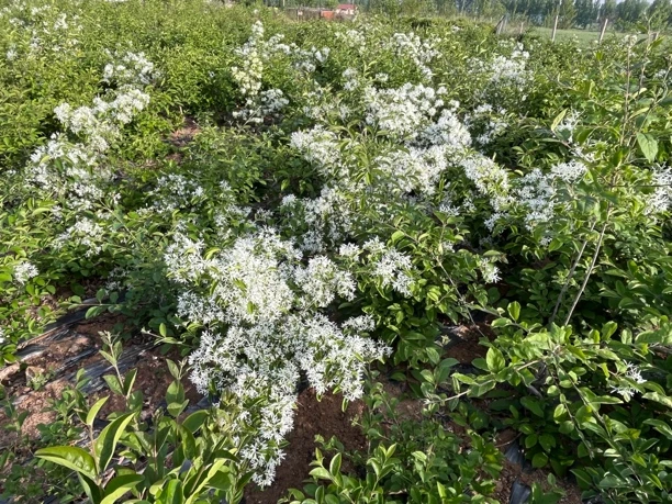 流苏花主要用于嫁接桂花