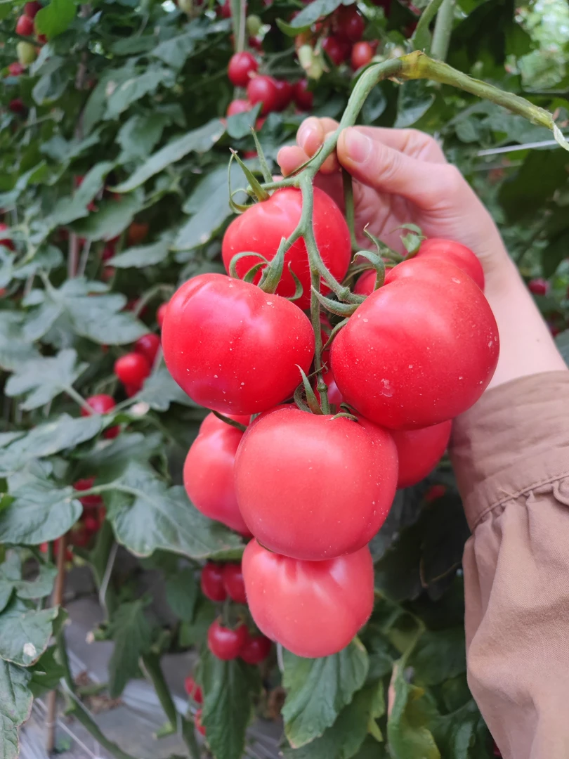 攀枝花米易沙瓤番茄粉果西红柿
