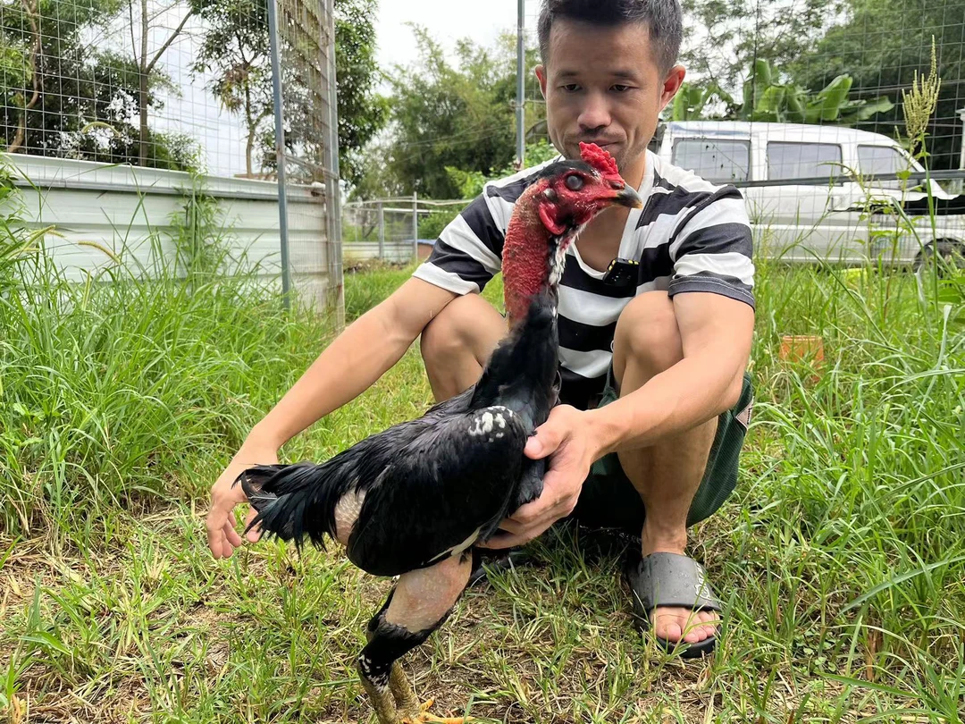 新店福利）广西北海高质量斗鸡