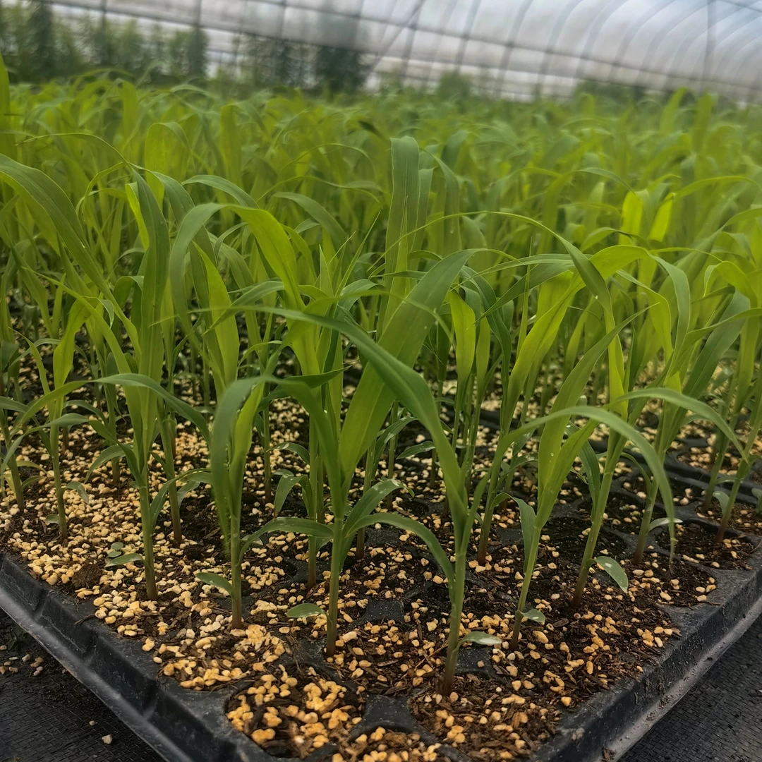 (苗)(种植)甜芦粟甜杆小甘蔗松脆小时候的味道