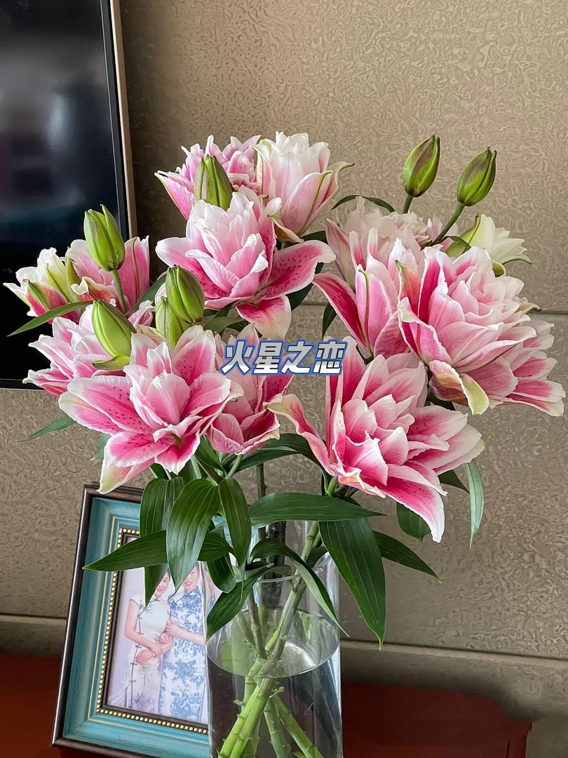 火星之恋重瓣多头百合10朵