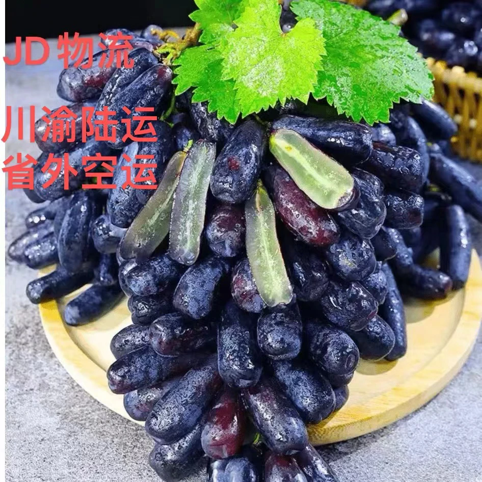 【京东包邮】蓝宝石葡萄月光之泪葡萄新鲜采摘现摘现发