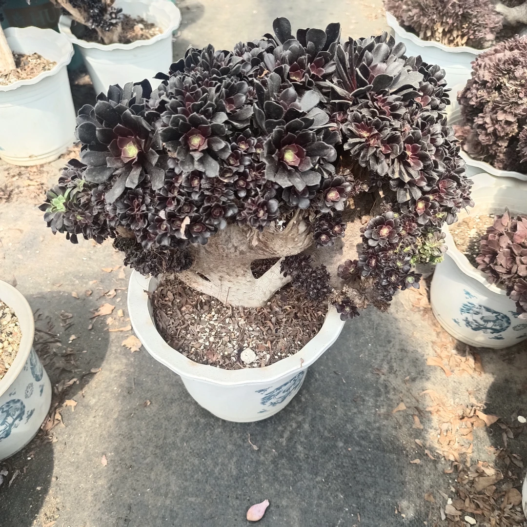 欧紫缀化法师系列