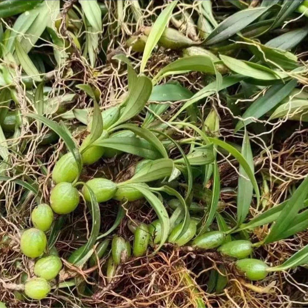 茂名电白新鲜采摘野生石橄榄250g/500g