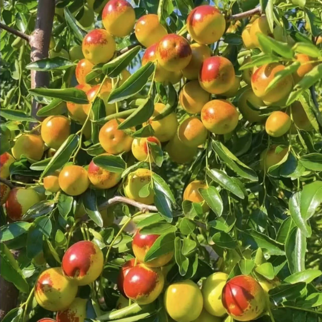 特大冰糖脆枣树苗新品种冬枣大果苗无核早熟盆栽地栽当年结果