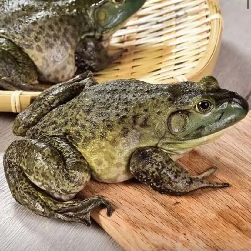 【4两-6两牛蛙】新鲜牛蛙现货鲜活牛蛙田鸡鲜活生长包赔包活到家