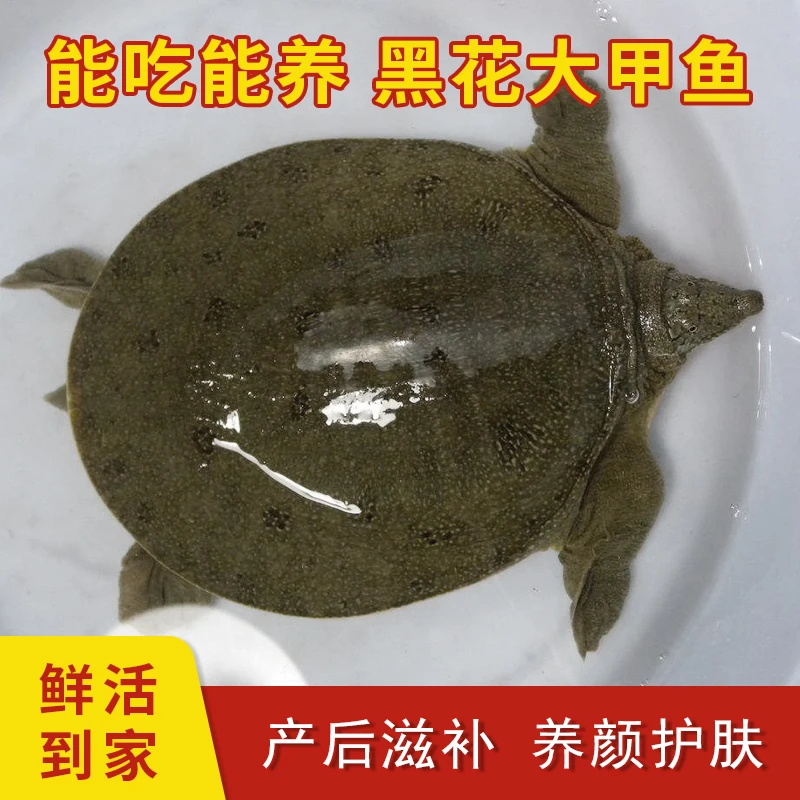 0.8斤-1.0斤二只送一只中华新鲜活甲鱼外赔中华甲鱼包活生鲜塘包