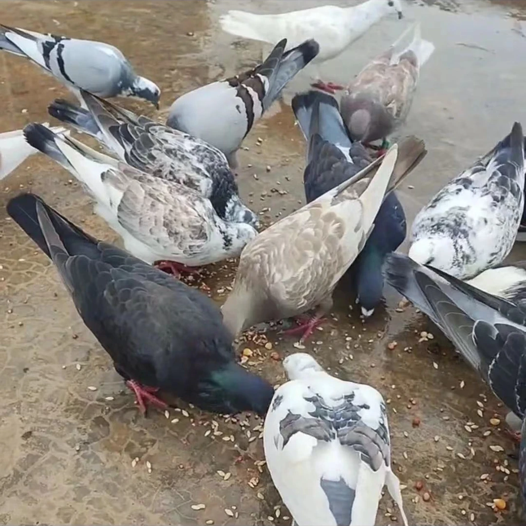 活体大体肉鸽青年4只包邮
