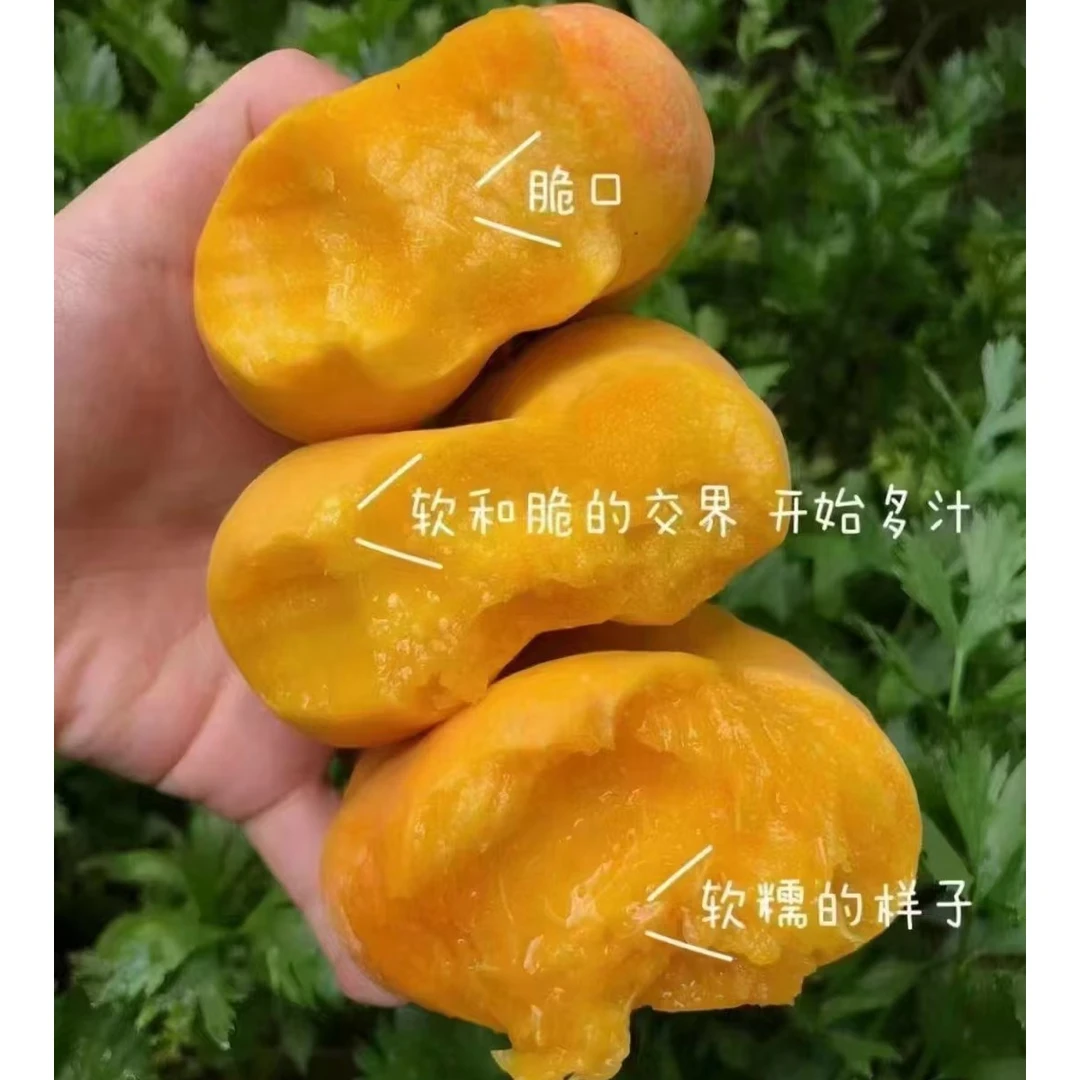平谷本地黄金蜜毛蟠桃单果5两 净重3斤