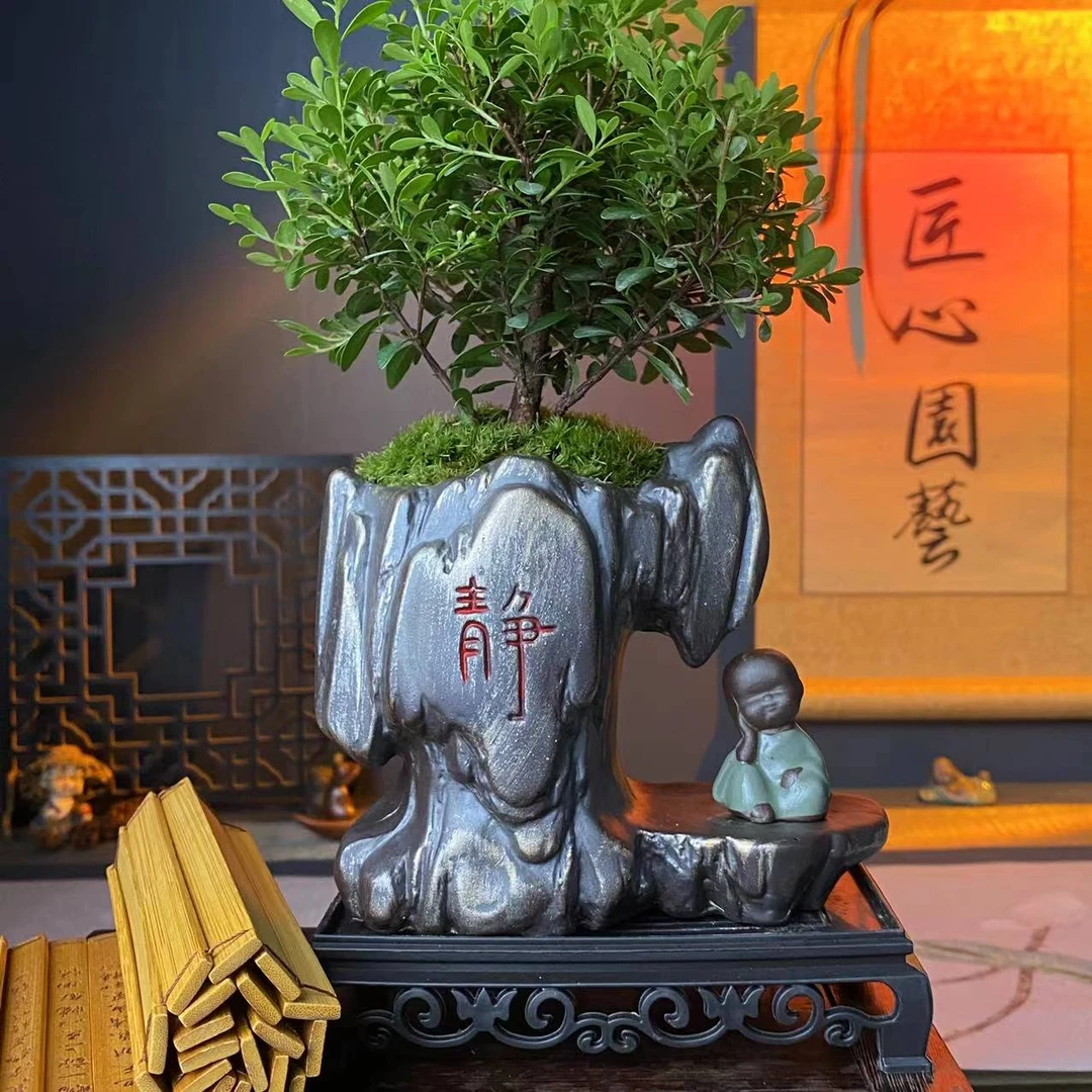 【静字赤楠】静字赤楠盆景高货艺术品好养寓意好室内室外绿植