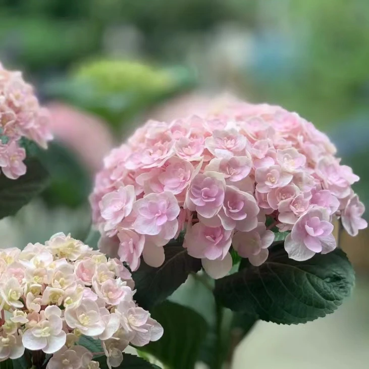 【一物一拍】大花绣球4加仑5加仑 直播特惠包对版新手易养