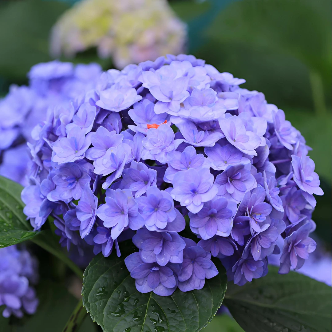 太阳神殿1加仑 直播特惠包对版耐寒阳台盆栽庭院大花绣球