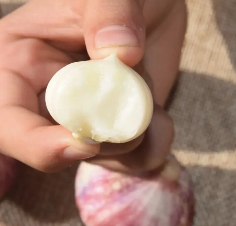 东北农家独头紫皮蒜 独头蒜 新蒜