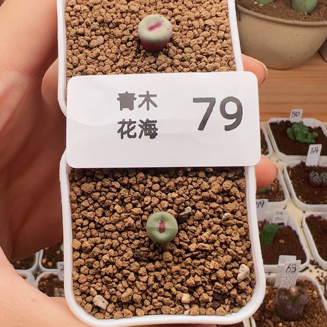 青木花海肉锥79福利