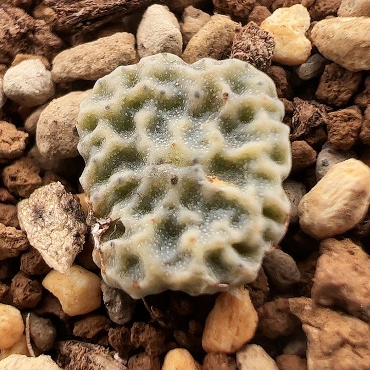 烧卖11号特价。