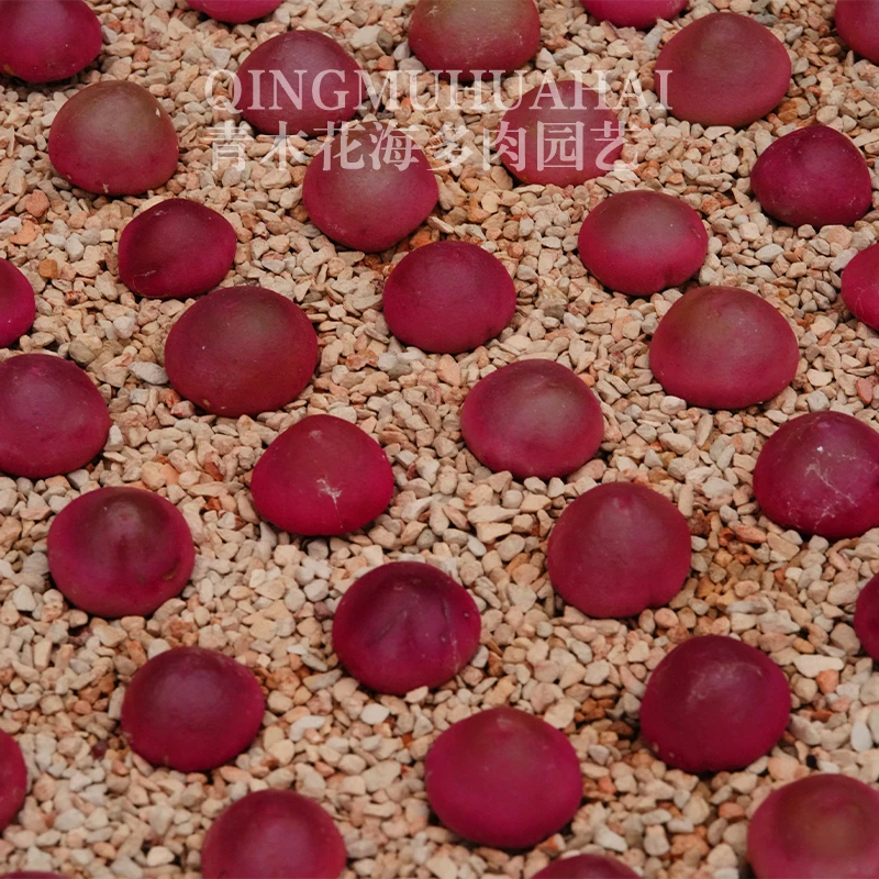 多肉植物灯泡母本可爱晶莹剔透肉锥特大多肉阳台部分干疤介意勿拍