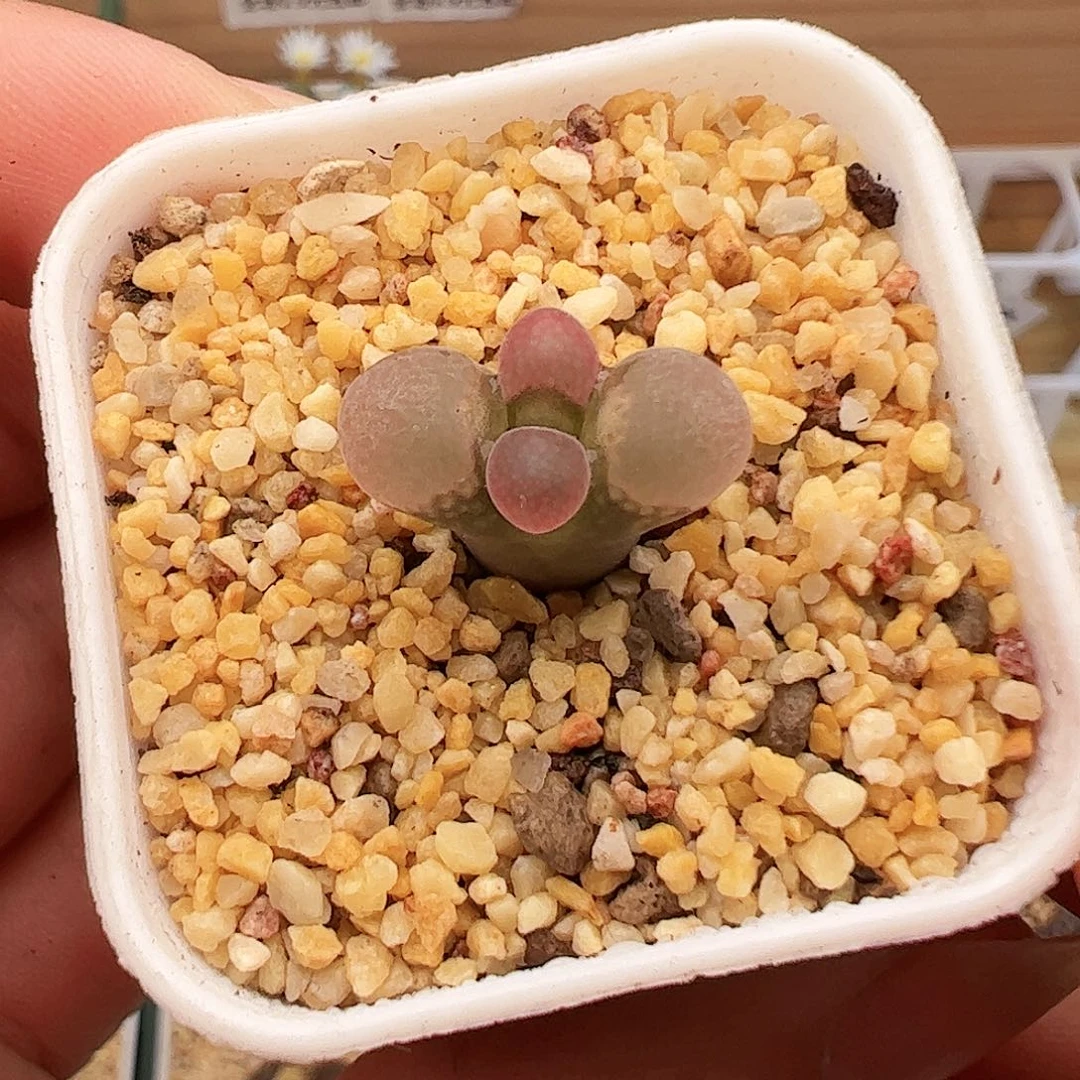 福利风铃214号特价。