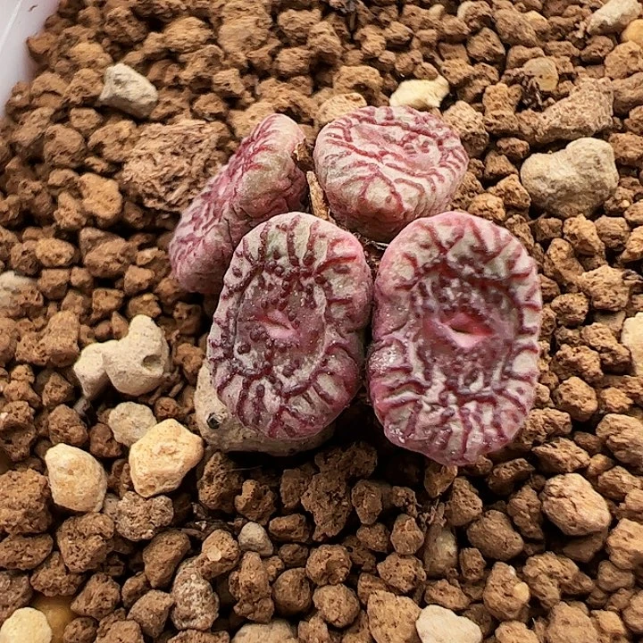 福利霓虹安贞一颗287号特