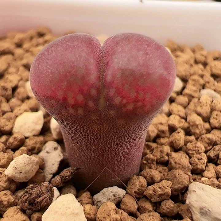 红宝石风铃小尺寸217号一颗。 肉锥