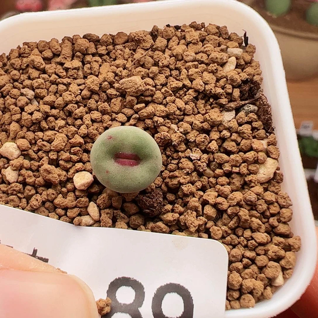 青木花海肉锥89福利