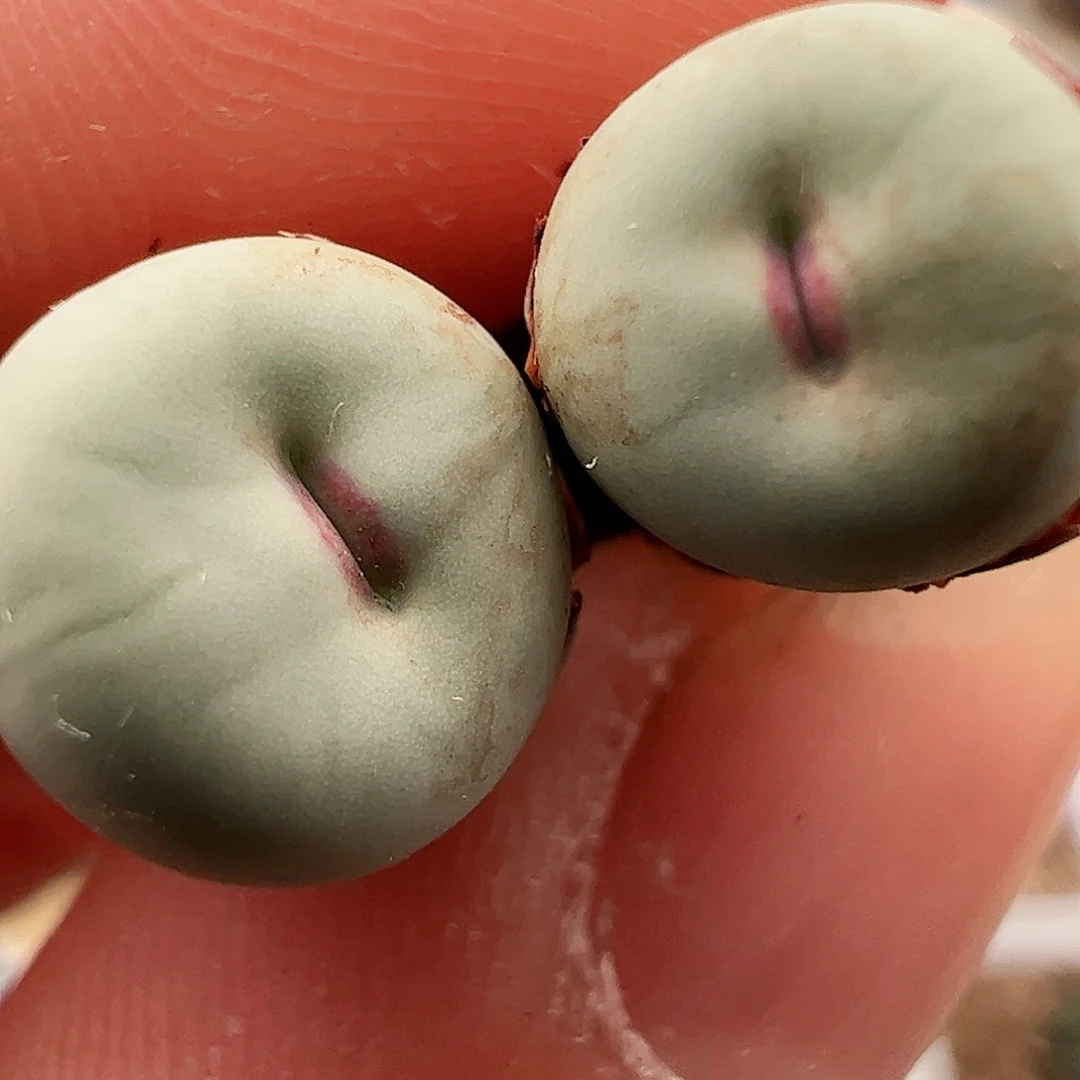 可儿姐嘴164号肉锥。