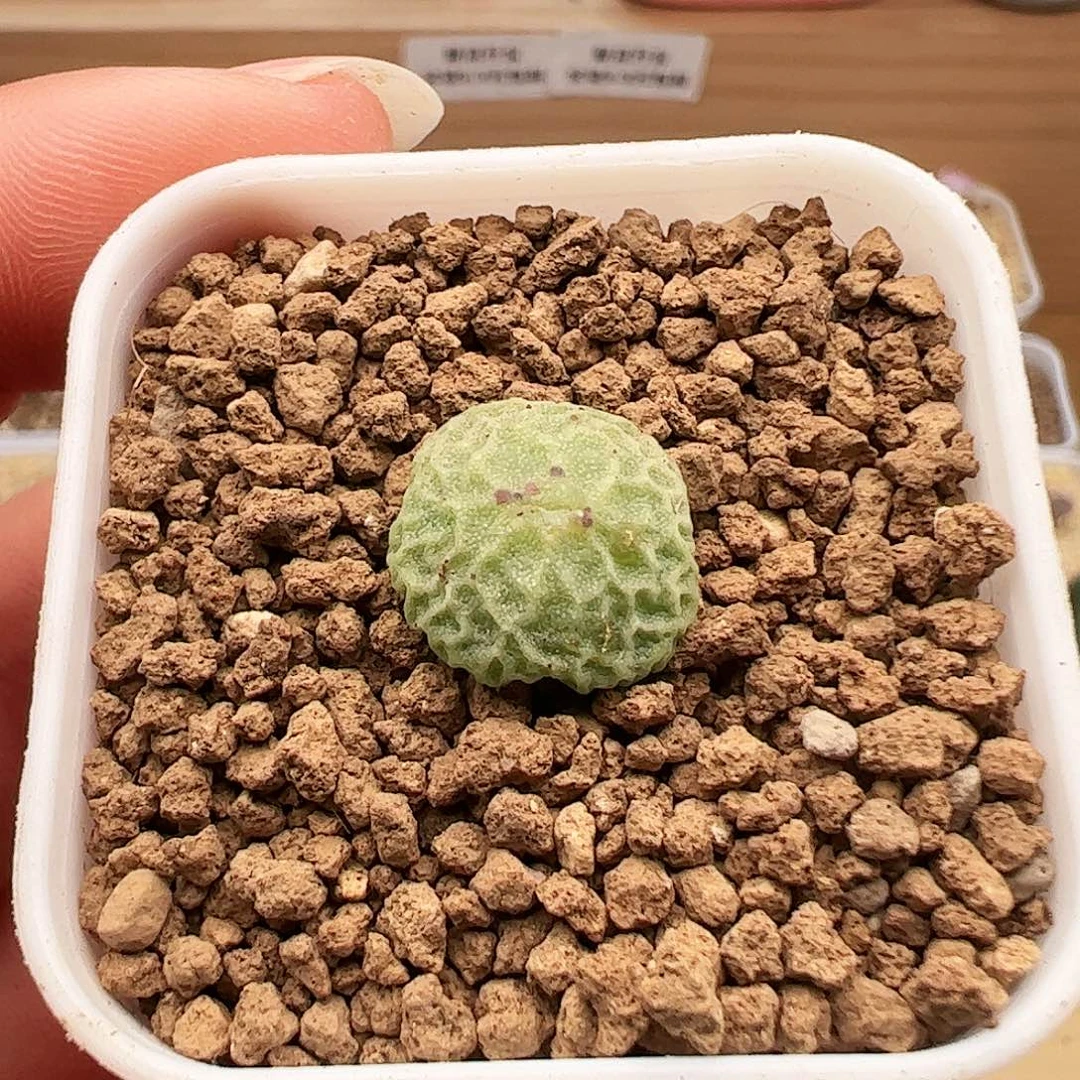 干疤福利烧卖679号肉锥